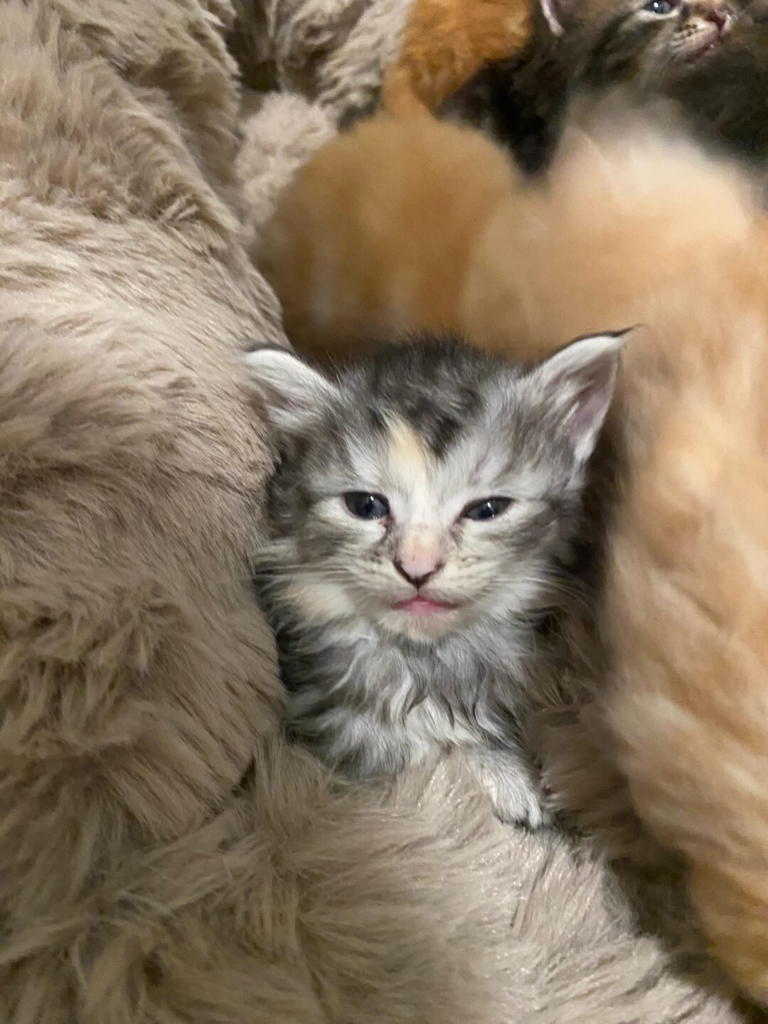 Siberian Cuties