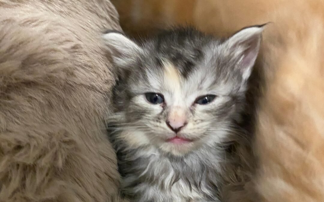 Silver Purebred Siberian