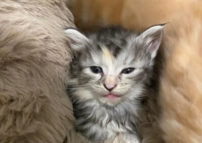 Silver Purebred Siberian