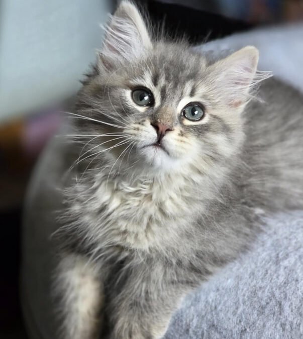 Kitten