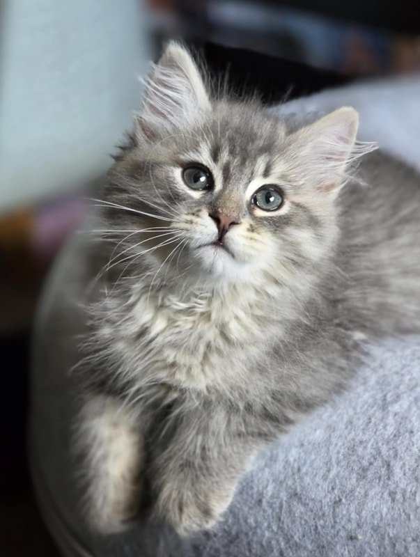 Siberian Cuties