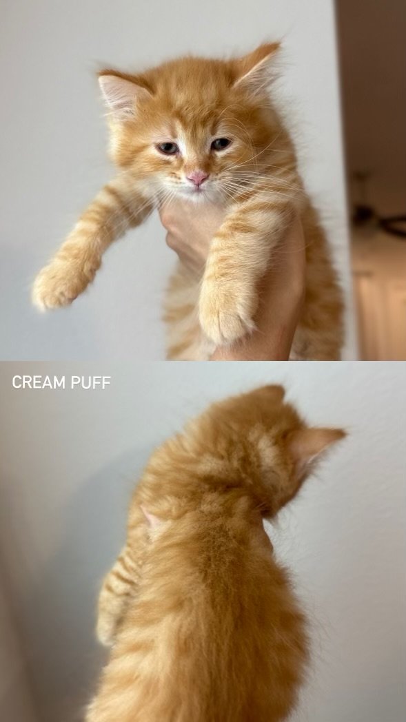 Siberian Cuties