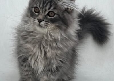 Kitten one