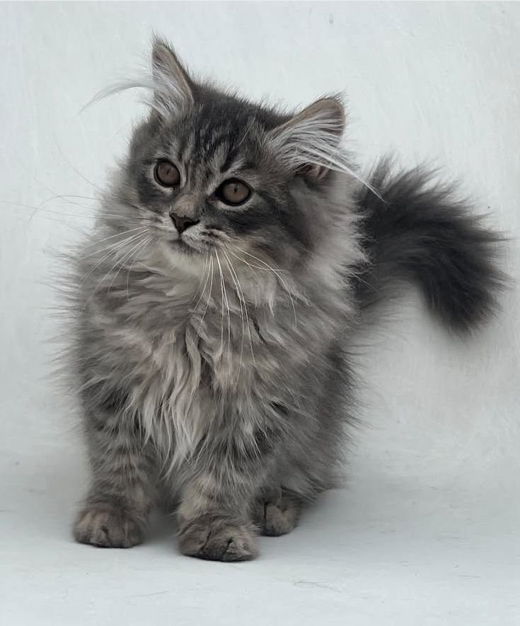 Siberian Cuties