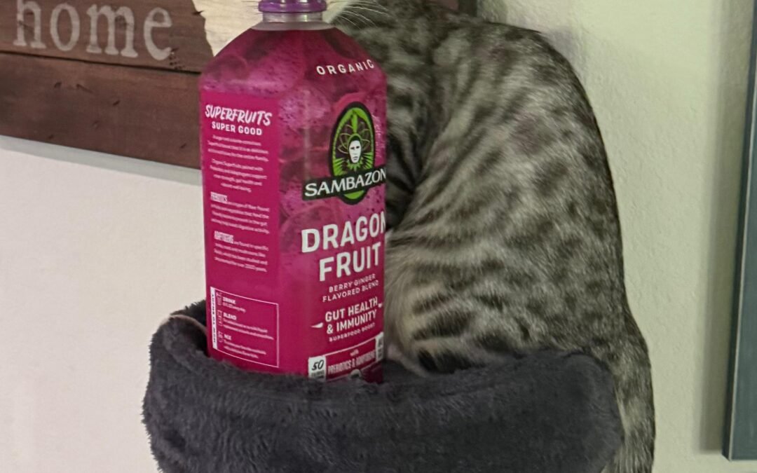 Kitten Six