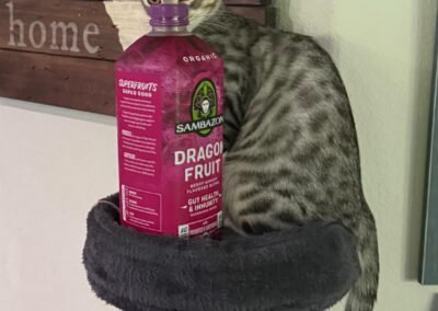 Kitten Six
