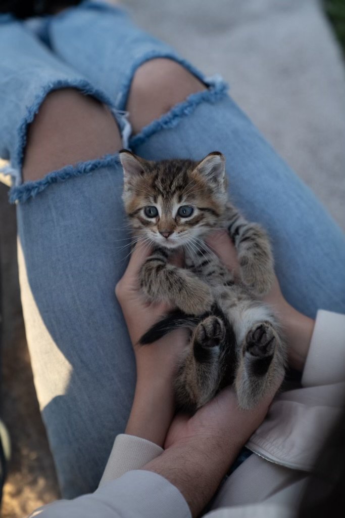 Siberian Cuties