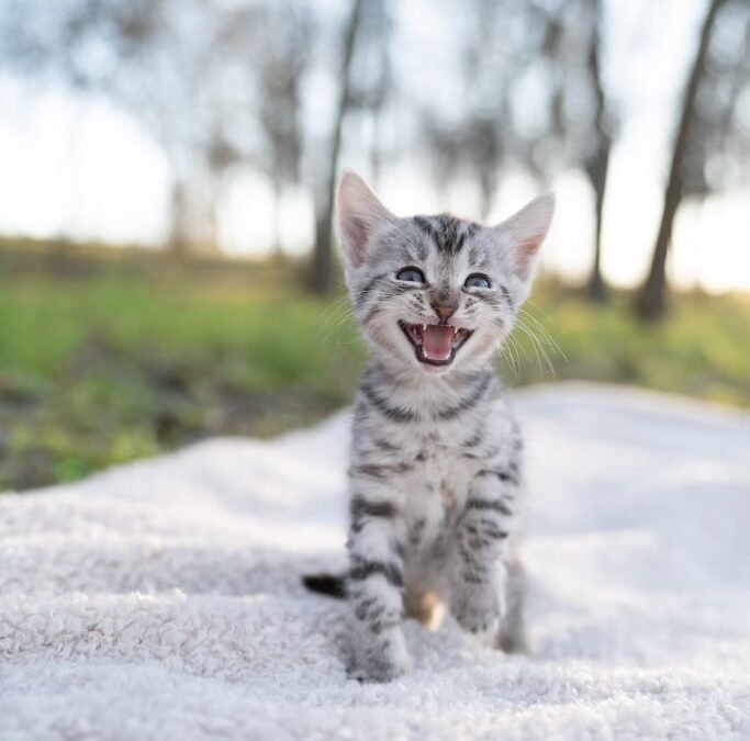 kitten