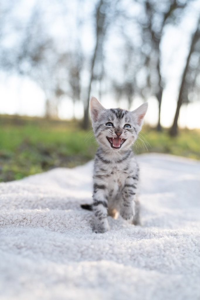 Siberian Cuties