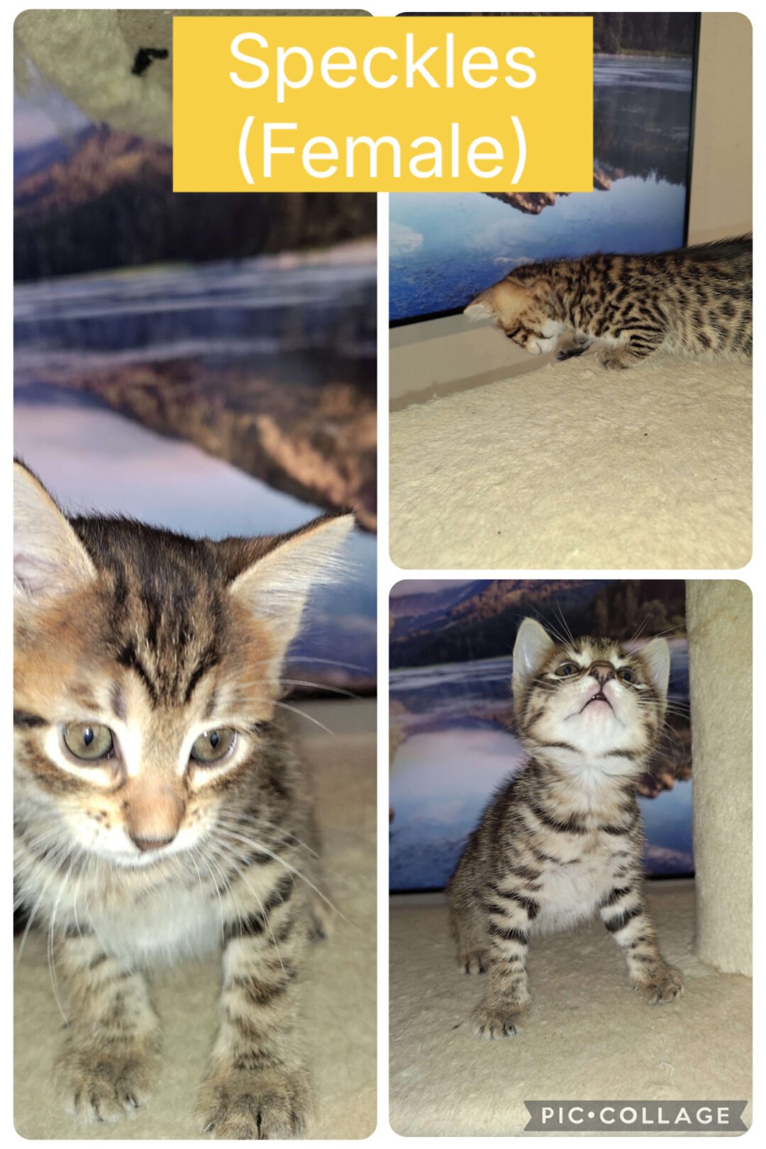 Siberian Cuties