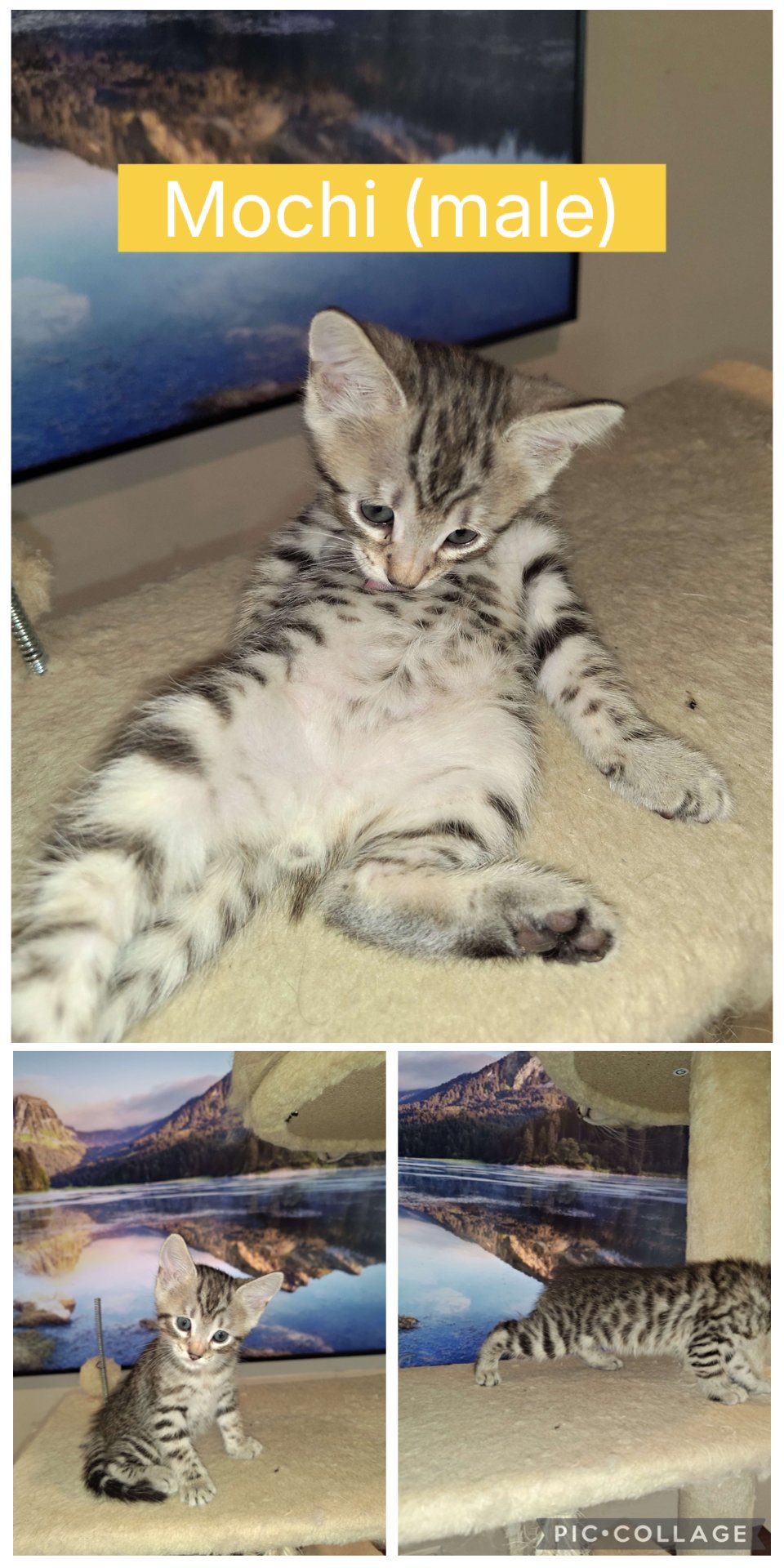 Siberian Cuties