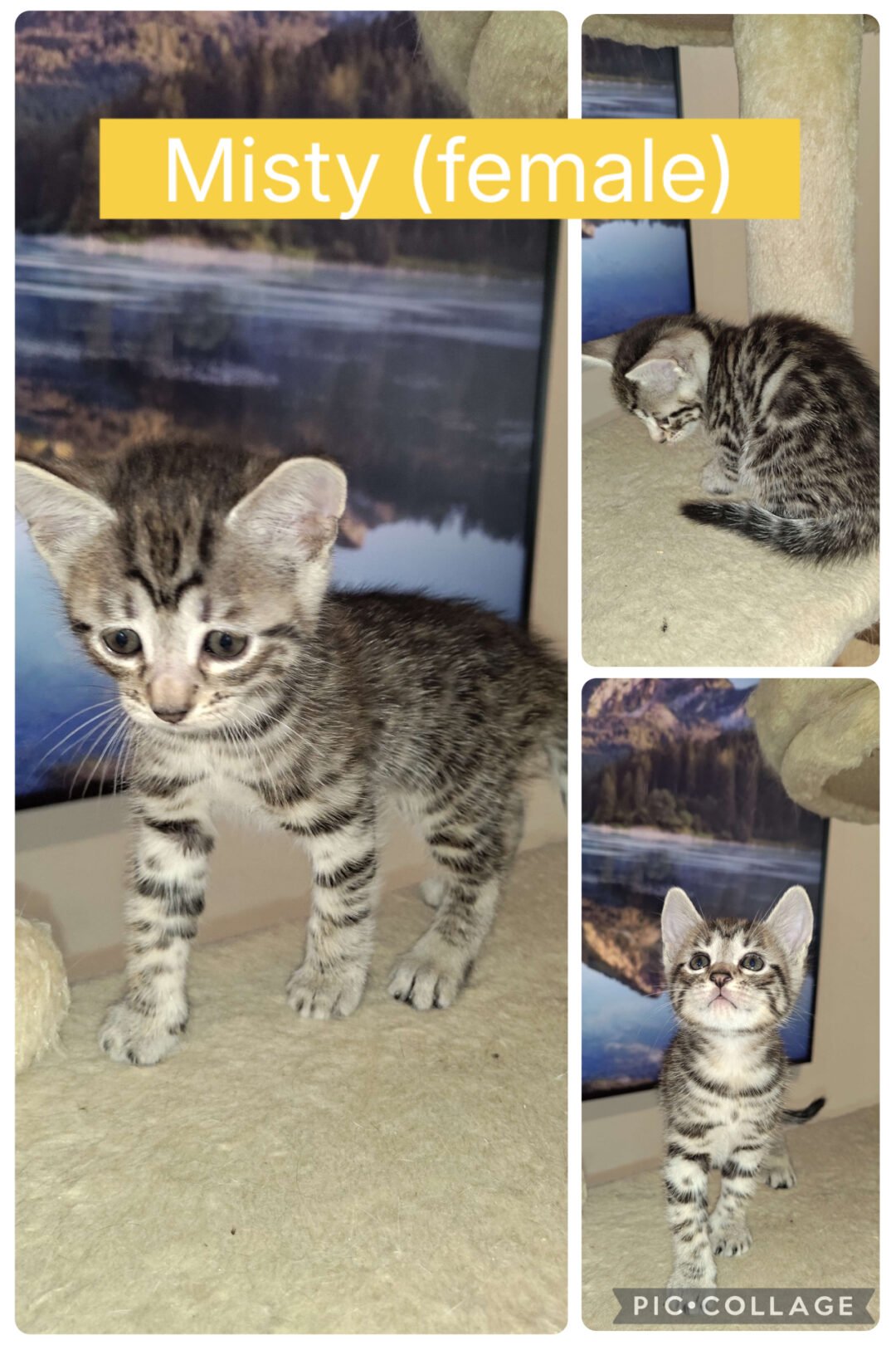 Siberian Cuties