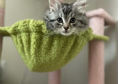 Silver Female Siberian