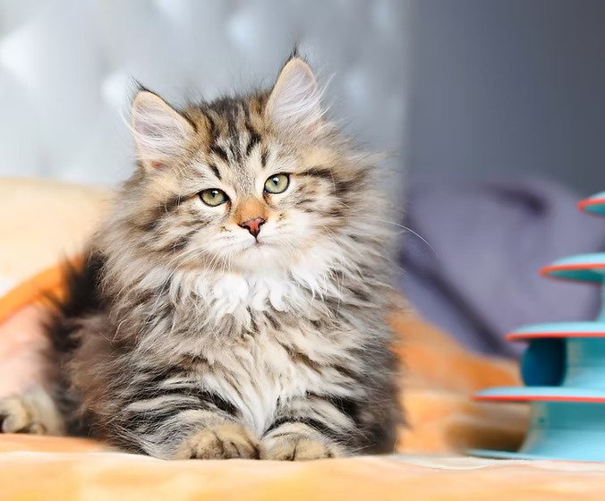 Siberian Cutie