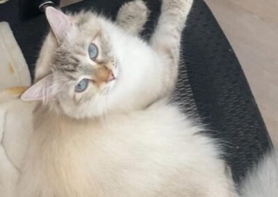 Kitten Five