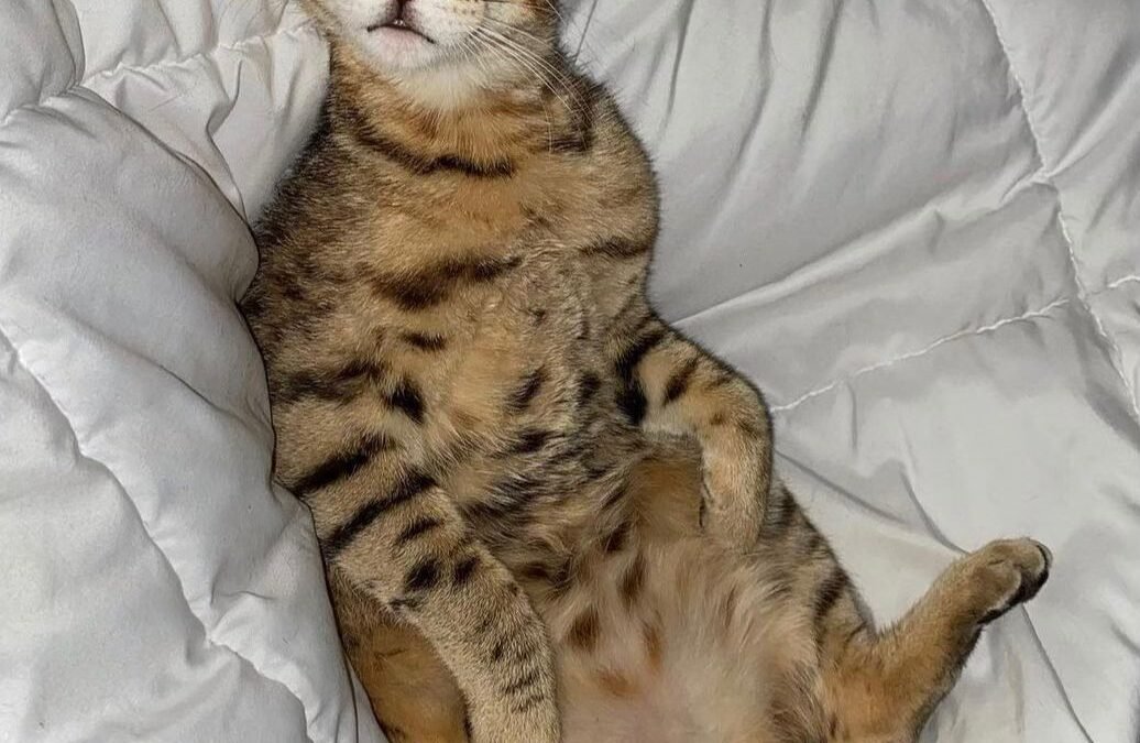 cat