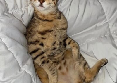 cat