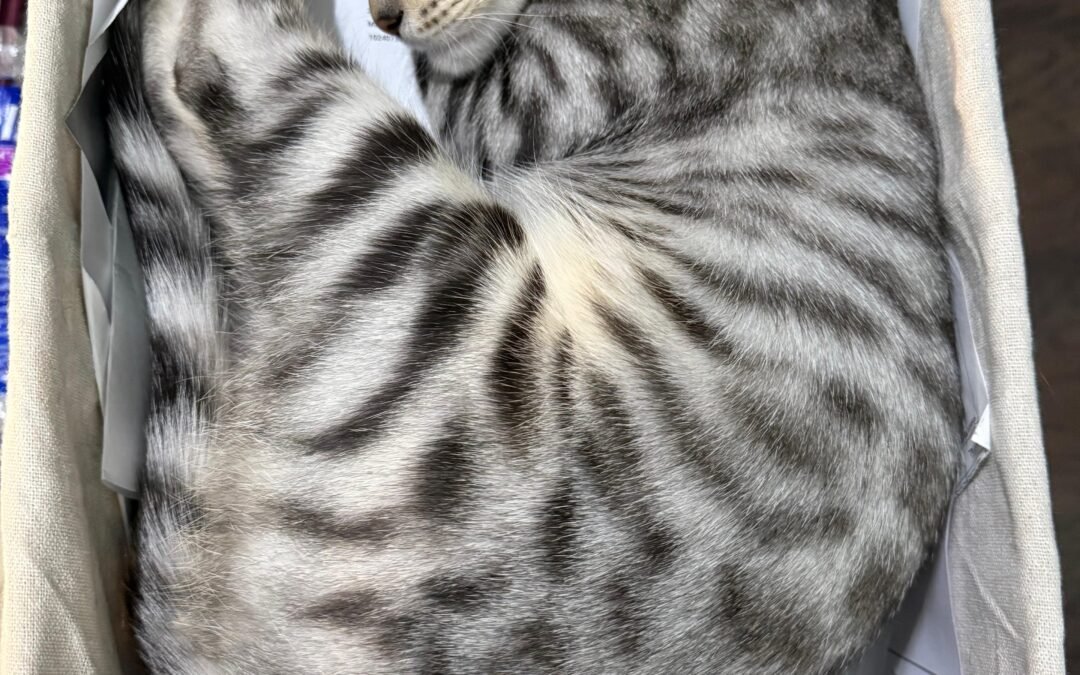 Kitten seven