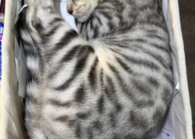 Kitten seven