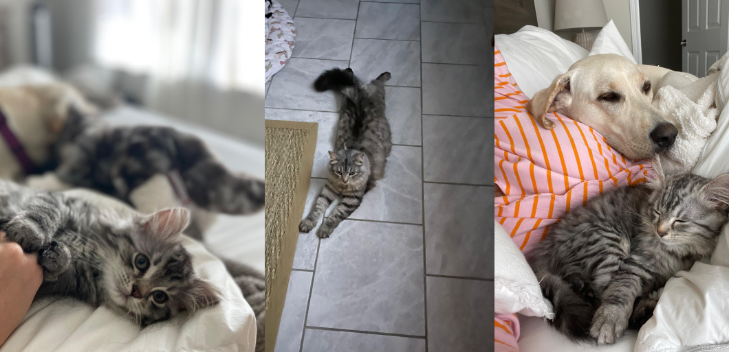 Siberian Cat and Kitten FAQ