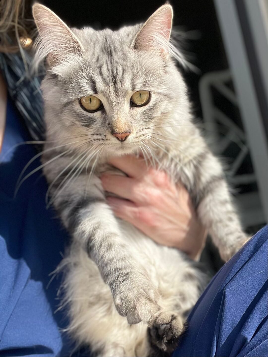 Siberian Cuties