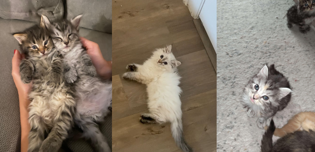 Siberian Cuties