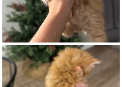 CreamPuff