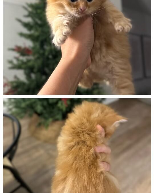 CreamPuff