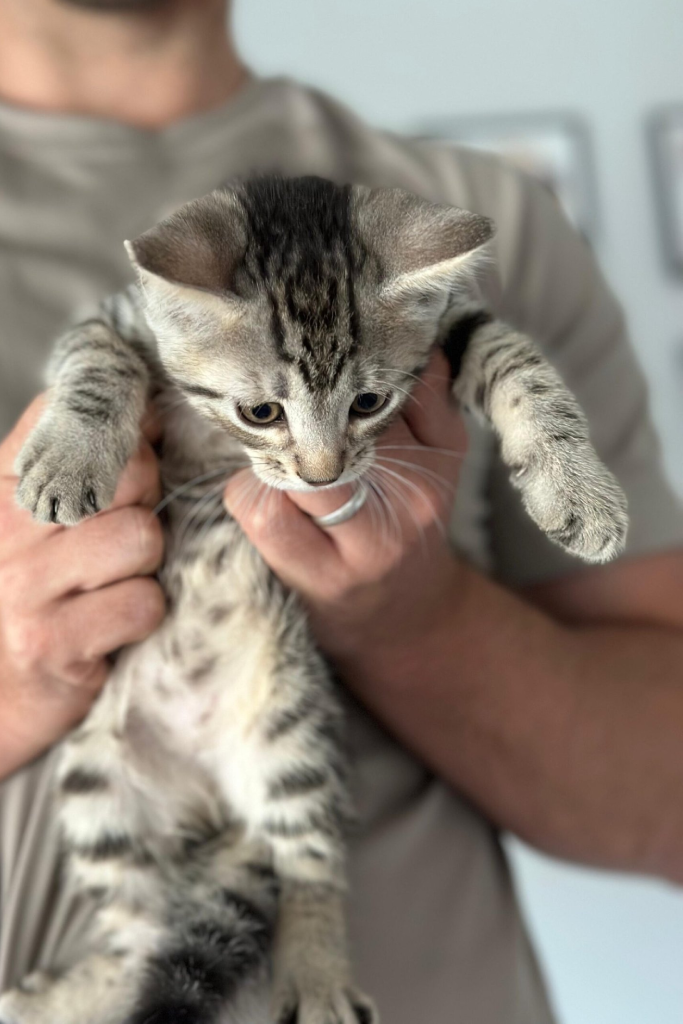 Siberian Cuties