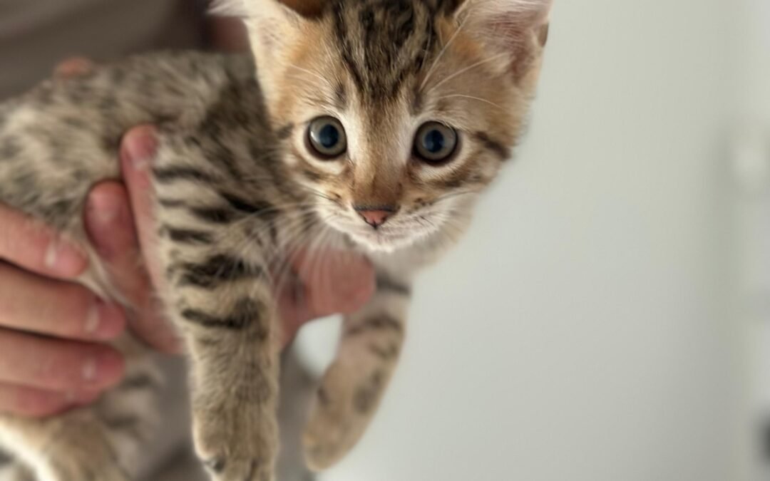 Kitten Three