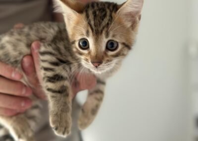 Kitten Three