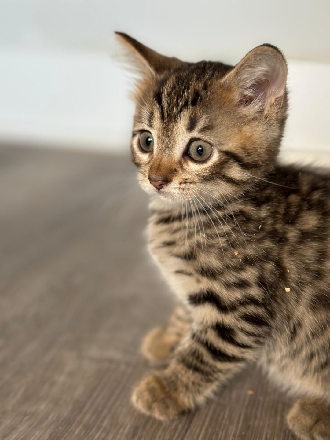 Siberian Cuties