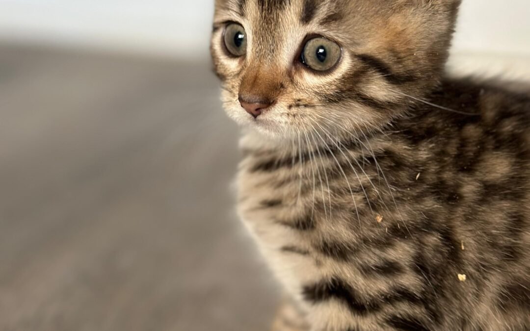 Brown Siberian Hybrid
