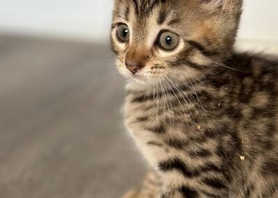 Brown Siberian Hybrid