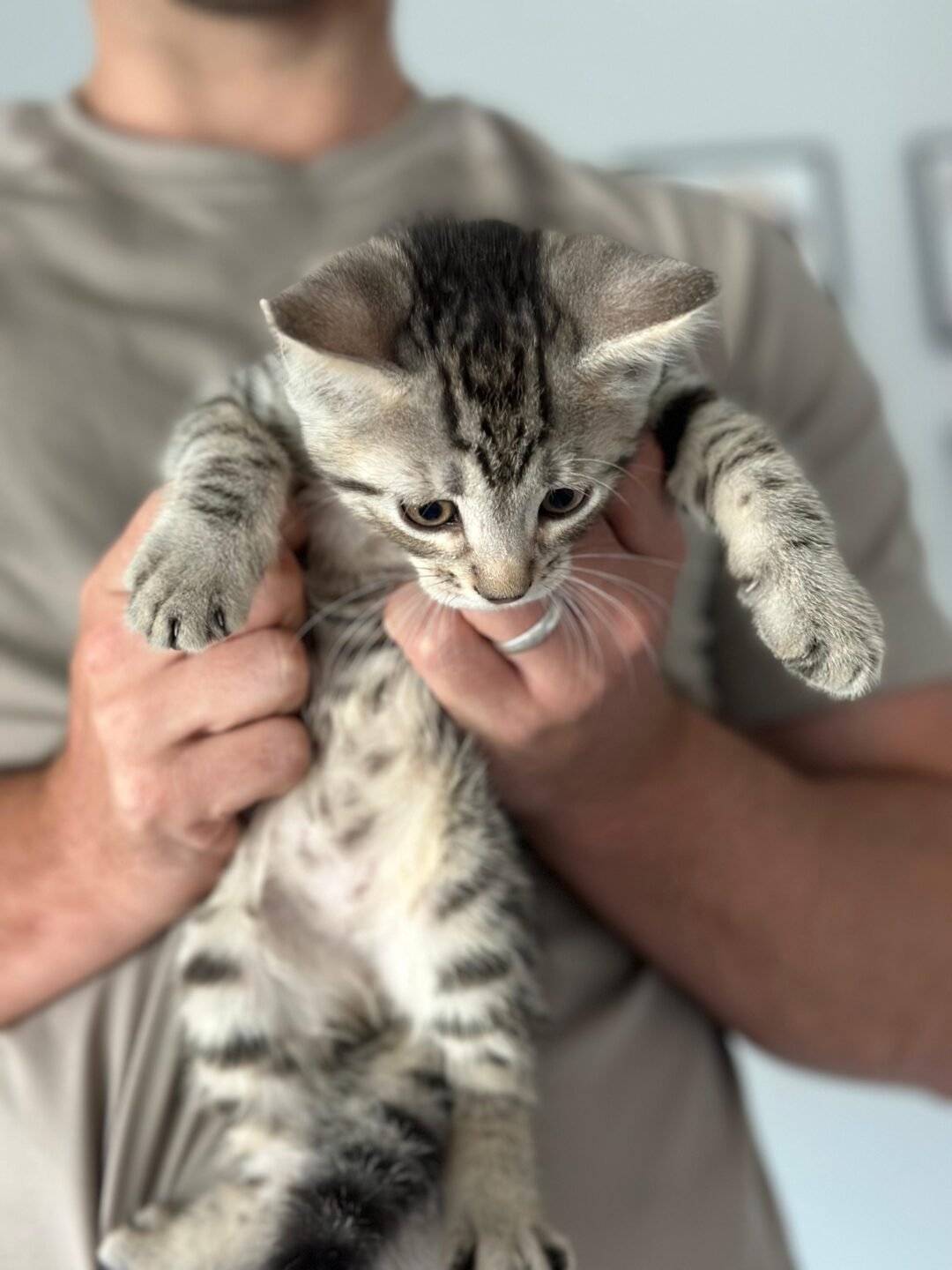 Siberian Cuties