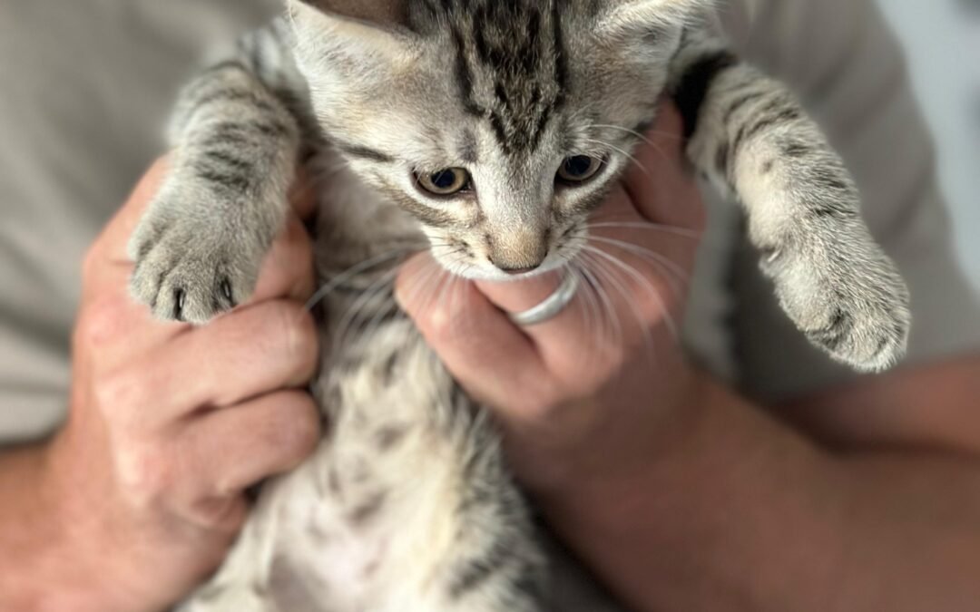 Kitten two
