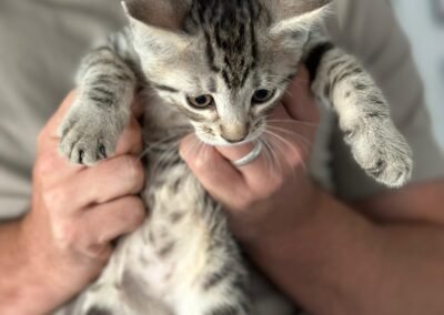 Kitten two