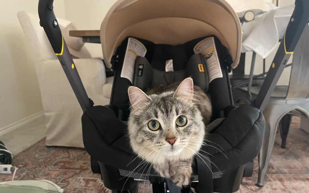 The Siberian Cat: The Best Cat Breed for You?