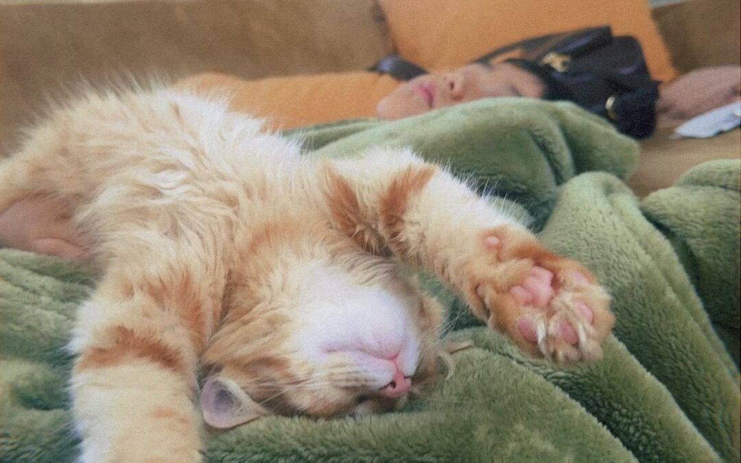 Kitten Four