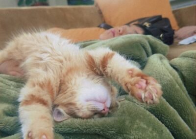 Kitten Four