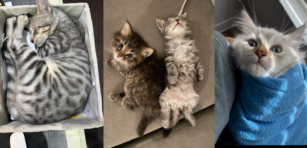 Siberian Cat and Kitten Videos