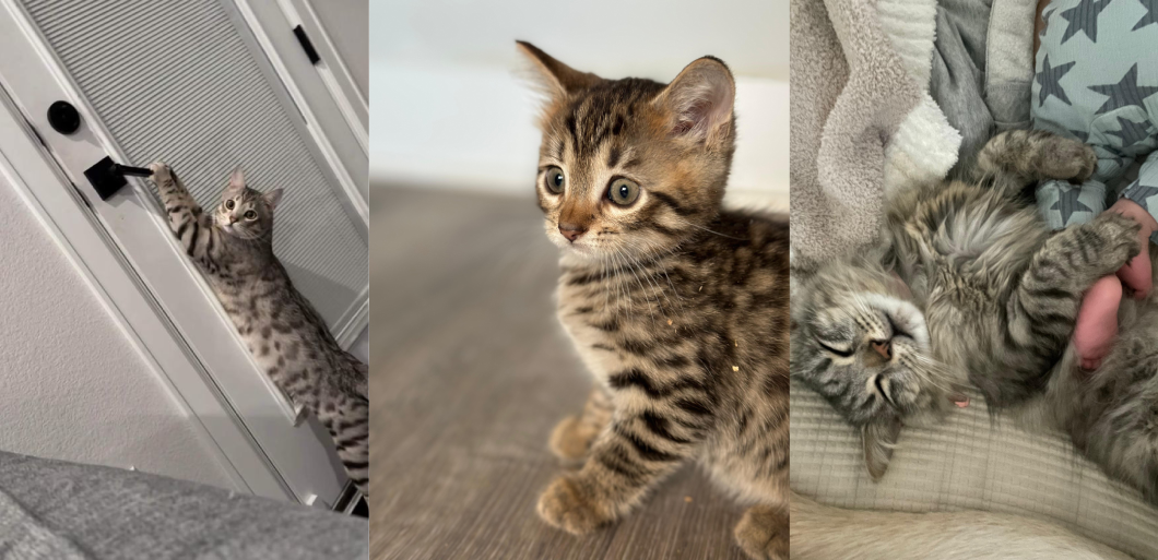 Siberian Cats and Kittens