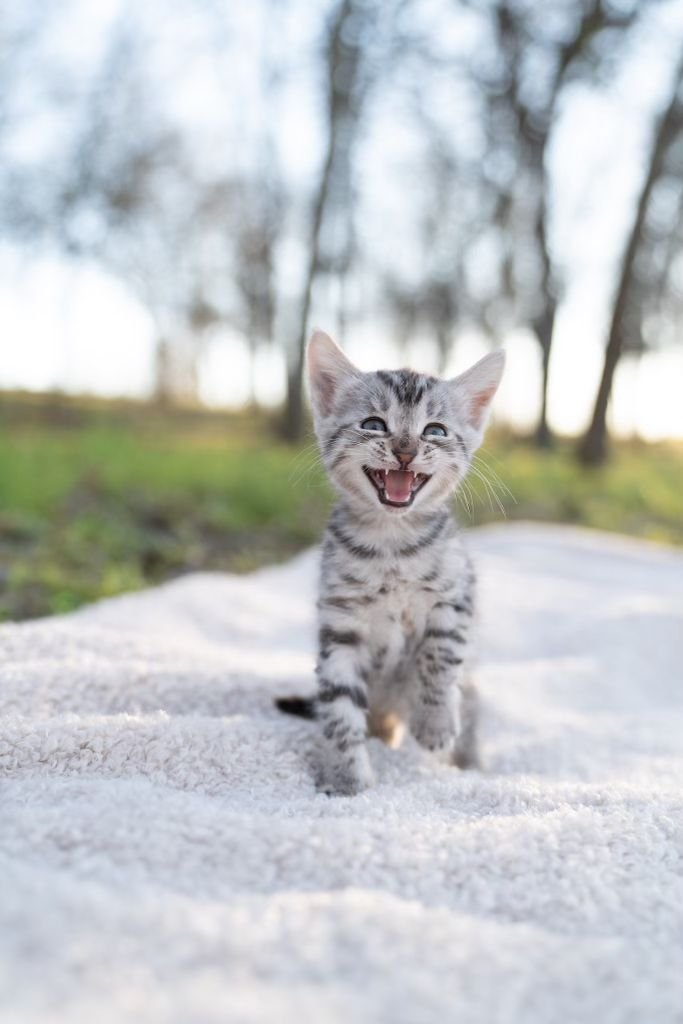 Siberian Cuties